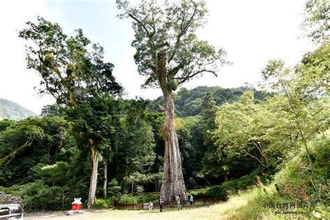 台灣 最 老 神木